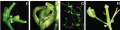 Thumbnail for version as of 10:44, 2 June 2014