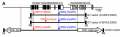 Thumbnail for version as of 10:43, 31 July 2016