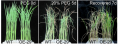 Thumbnail for version as of 11:48, 10 May 2014