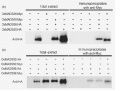 Thumbnail for version as of 03:40, 10 June 2014