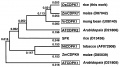 Thumbnail for version as of 11:33, 7 January 2015