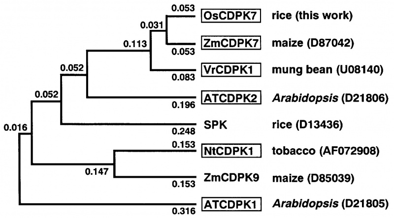 File:CDPKs Phylogenetic tree.jpg