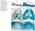 Thumbnail for version as of 13:27, 10 June 2014