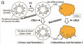 Thumbnail for version as of 02:40, 2 June 2014