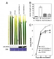 Thumbnail for version as of 14:17, 5 June 2014