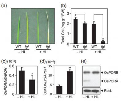 Figure 3. Effect of high light(HL) on Chl synthesis and OsPOR expression.