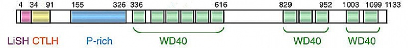 File:OsLis Protein.jpg