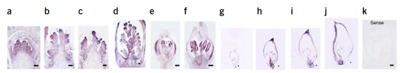 File:OsSPL13-1.png