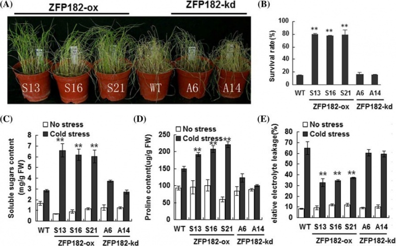 File:ZFP182 expression2.jpg