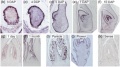 Thumbnail for version as of 13:07, 6 June 2014