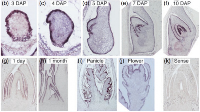 File:ONI1-b.jpg