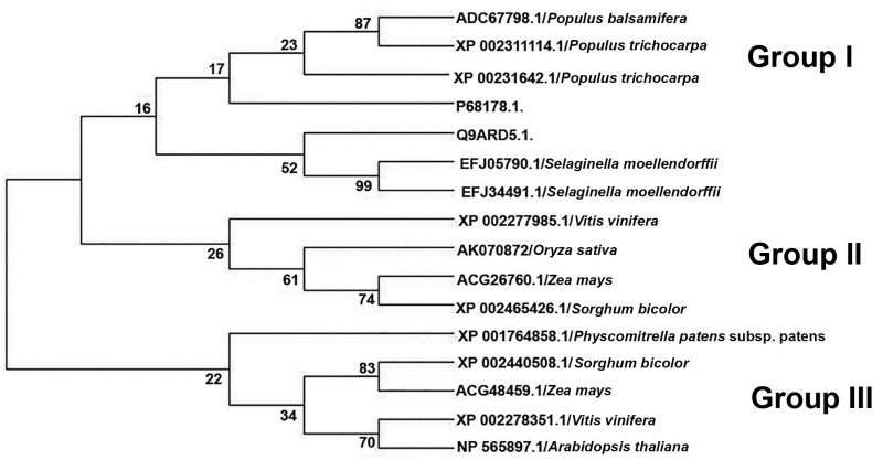 File:OsRCI2-5 phylogenic1.jpg
