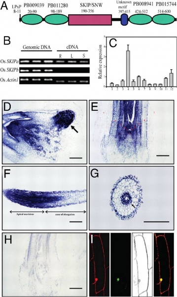 File:Identification.jpg
