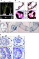 Thumbnail for version as of 09:57, 30 May 2014