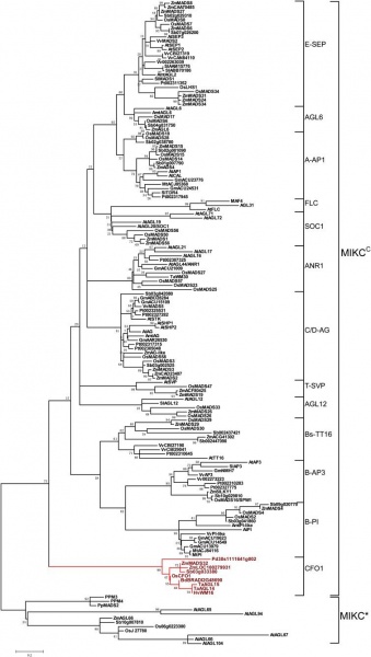 File:Fig8.jpg