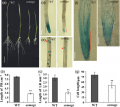 Thumbnail for version as of 16:39, 26 December 2014