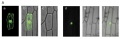 Thumbnail for version as of 05:20, 30 May 2014