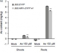 "Figure14.Arabidopsis seeds of OsHIR1-overexpressing lines and control (empty vector) were germinated and grown on ½ MS agar plates with 1.5 % sucrose in the absence or presence of 150 μM As(V) for 2 weeks. The data are presented as the mean ± standard deviation (SD; n = 250). Asterisks represent significant differences for each mean value of OsHIR1-overexpressing plants compared to the control (*P < 0.05 and **P < 0.01, t test).(from reference [2]"