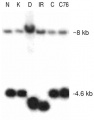 Thumbnail for version as of 03:57, 15 June 2014