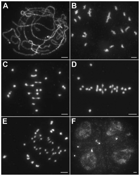 File:Figure333.jpg