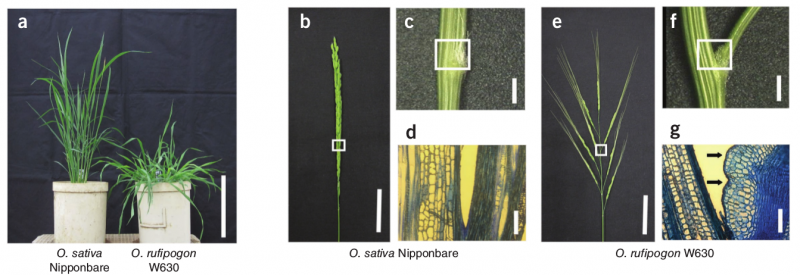 File:136-Os04g0656500.png