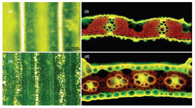 File:IC4R005-Phenomics-2009-11089458-f3.png