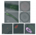 Thumbnail for version as of 04:26, 31 May 2014