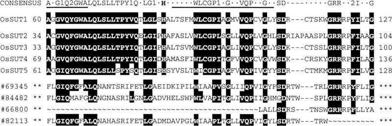 File:SUT 1.jpg
