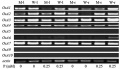 Thumbnail for version as of 15:58, 4 June 2014