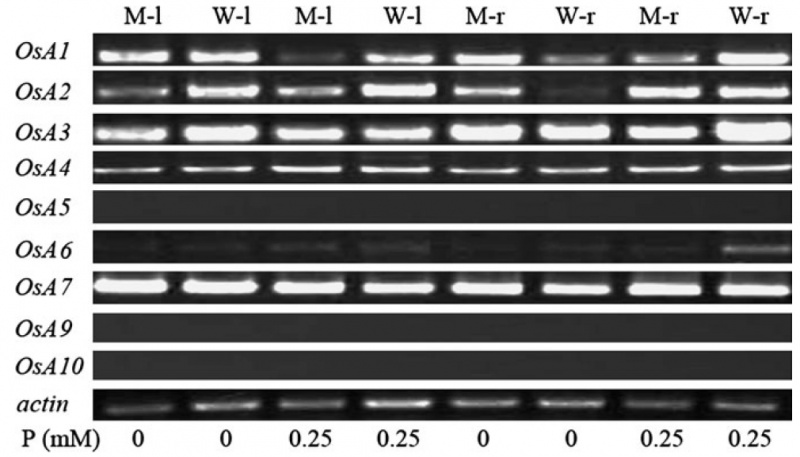 File:Shijc-Os03g0100800-Fig4.jpg