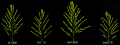 Thumbnail for version as of 07:46, 26 May 2014