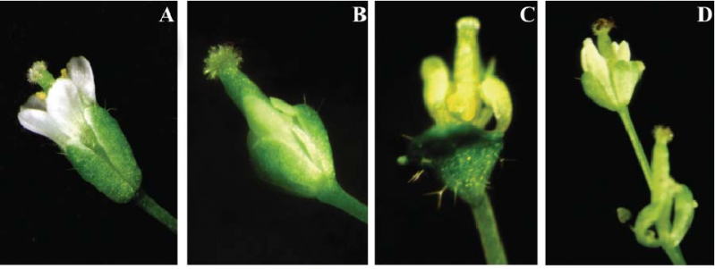 File:Figure7-1.png