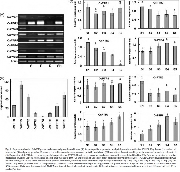 File:Os07g0100600fig1.jpg