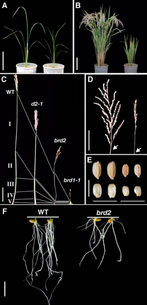 File:Figure1.png