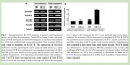 Thumbnail for version as of 16:34, 8 June 2014