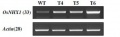 Thumbnail for version as of 15:45, 9 January 2015