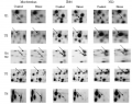 Thumbnail for version as of 07:10, 18 July 2016