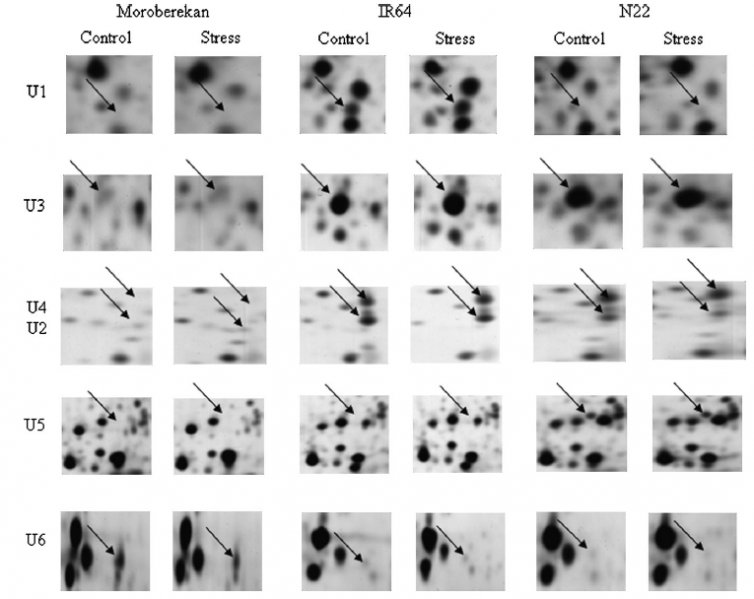 File:IC4R005-Proteomic-2010-19858118-f5.png