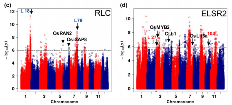 File:IC4R011-GWAS-2016-26381647-f1b.png