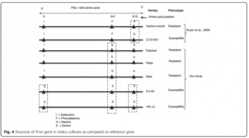 File:IC4R008-Genome-2016-26984283-f4.png