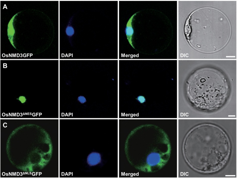 File:Shijc-Os10g0573900-Fig2.jpeg