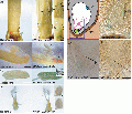 Thumbnail for version as of 04:05, 10 June 2014