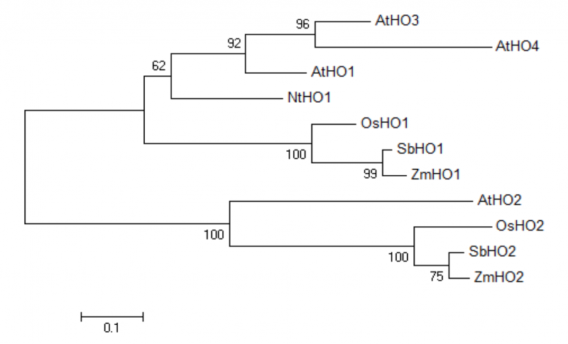 File:Shijc-Os03g0395000-Fig5.png