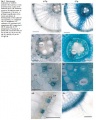 Thumbnail for version as of 13:27, 10 June 2014