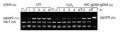 Thumbnail for version as of 06:23, 5 June 2014