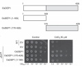 Thumbnail for version as of 08:16, 24 May 2014