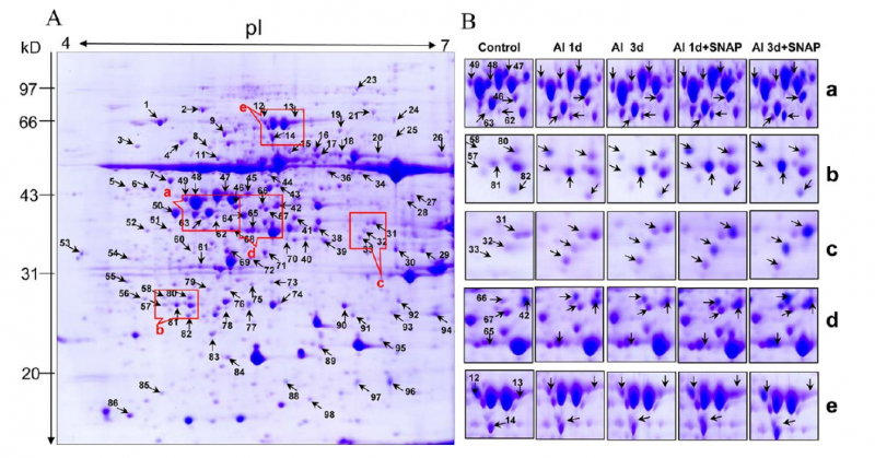 File:IC4R002-Proteomic-2013-23327584-1.png