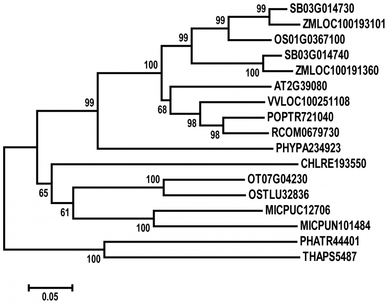 File:Phylogenetic analysis of PHD1.png