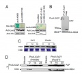 Thumbnail for version as of 14:16, 5 June 2014