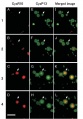 Thumbnail for version as of 06:54, 4 June 2014